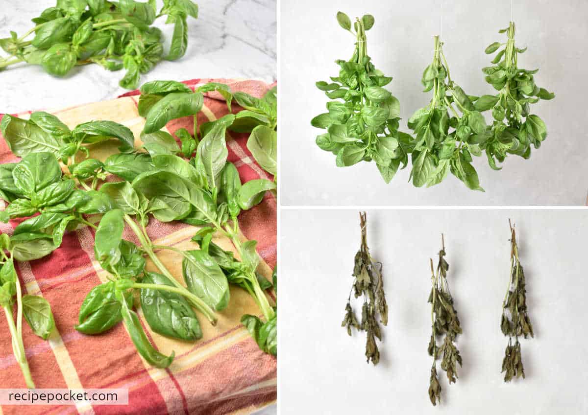 Dehydrating basil by air drying.