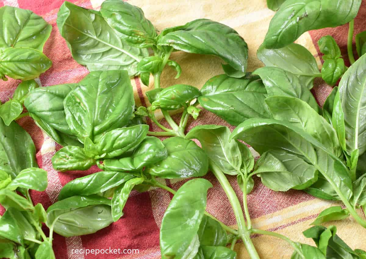 Basil leaves drying in a teatowel.